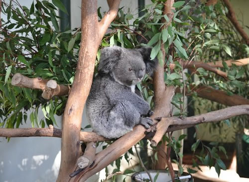 koala